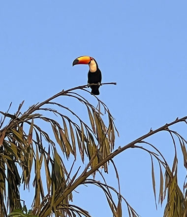 Tucano visitando o rancho